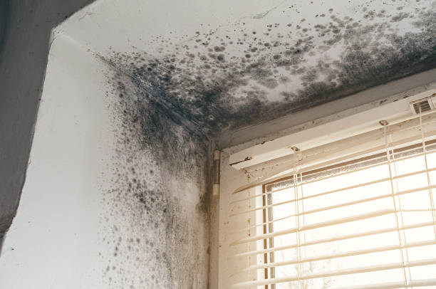 Affordable Mold Remediation solutions in Carversville, PA